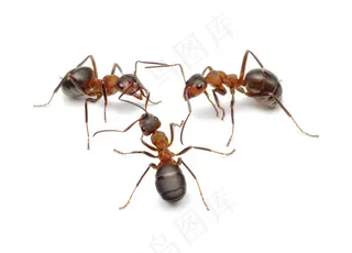 三只蚂蚁图片