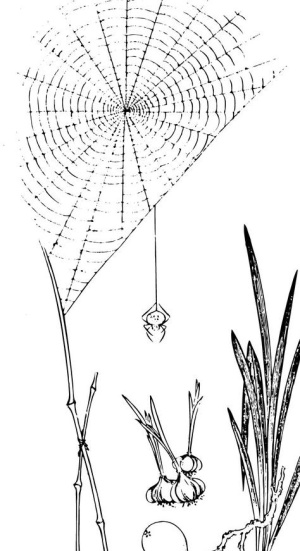 植物 蜘蛛网 古代人物