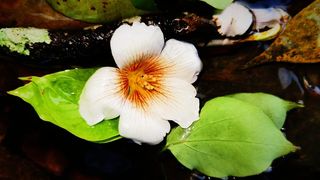 落花流水摄影图片