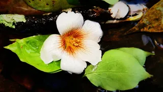 落花流水摄影图片