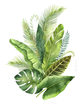 水彩手绘清新绿色蕨类植物芭蕉
