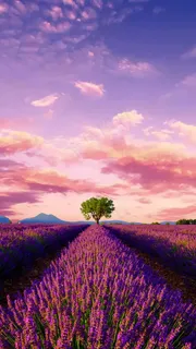 薰衣草高清摄影图片