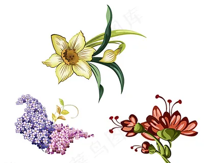 兰花 矢量花朵图片