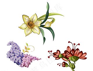 兰花 矢量花朵图片