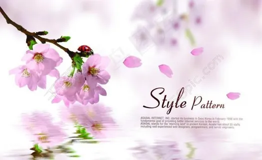 春天里盛开的樱花图片