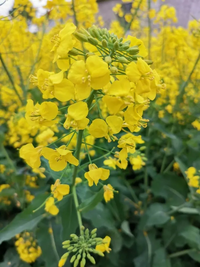 油菜花