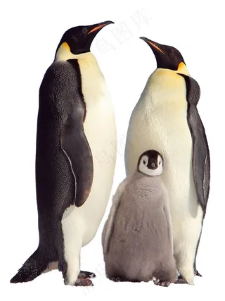 企鹅免抠素材PSD分层