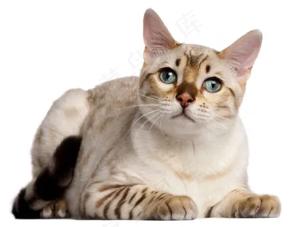 英国短毛猫图片 英国短毛猫图片