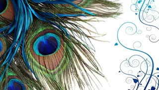 孔雀羽图片