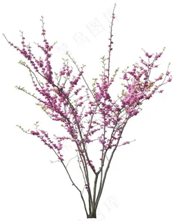 桃花psd花卉 桃花psd花卉