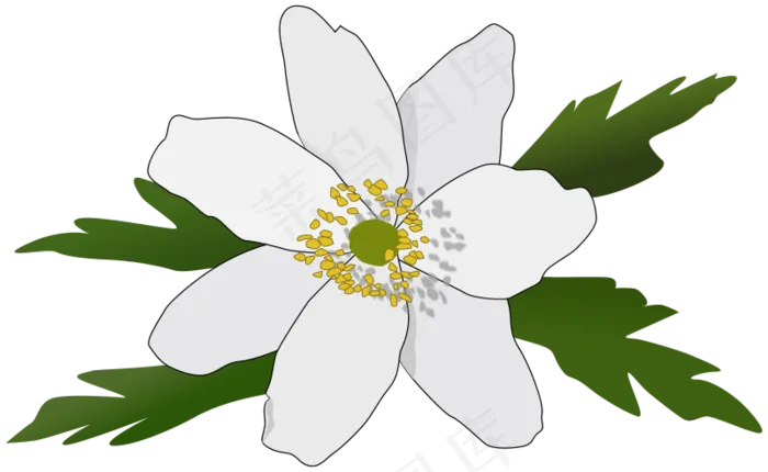 银莲花光果