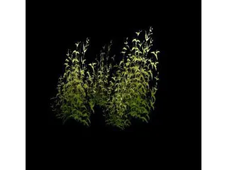 植物素材模板下载