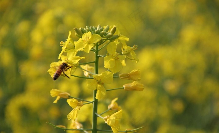 春天油菜花开蜜蜂采蜜图片