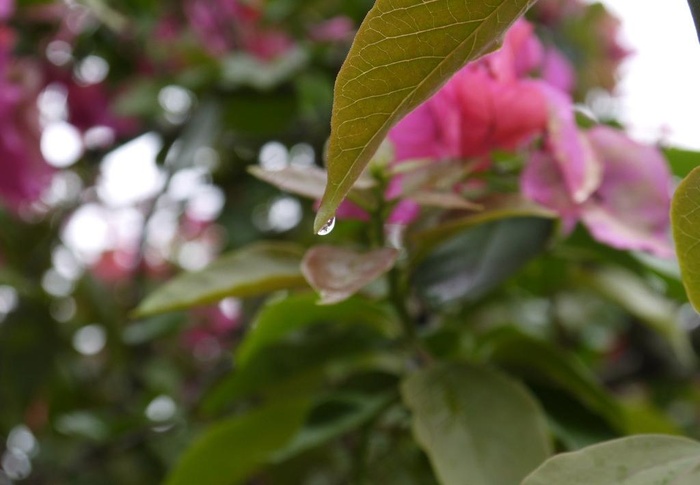 雨后小水滴图片