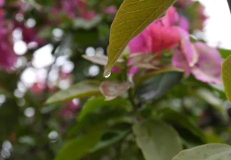 雨后小水滴图片 雨后小水滴图片