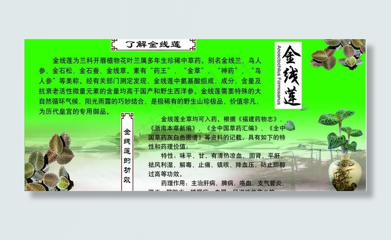 金线莲图片