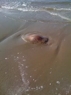 海龟在海滩上图片