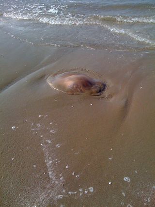 海龟在海滩上图片