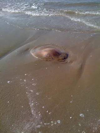 海龟在海滩上图片