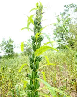 芝麻图片 芝麻图片