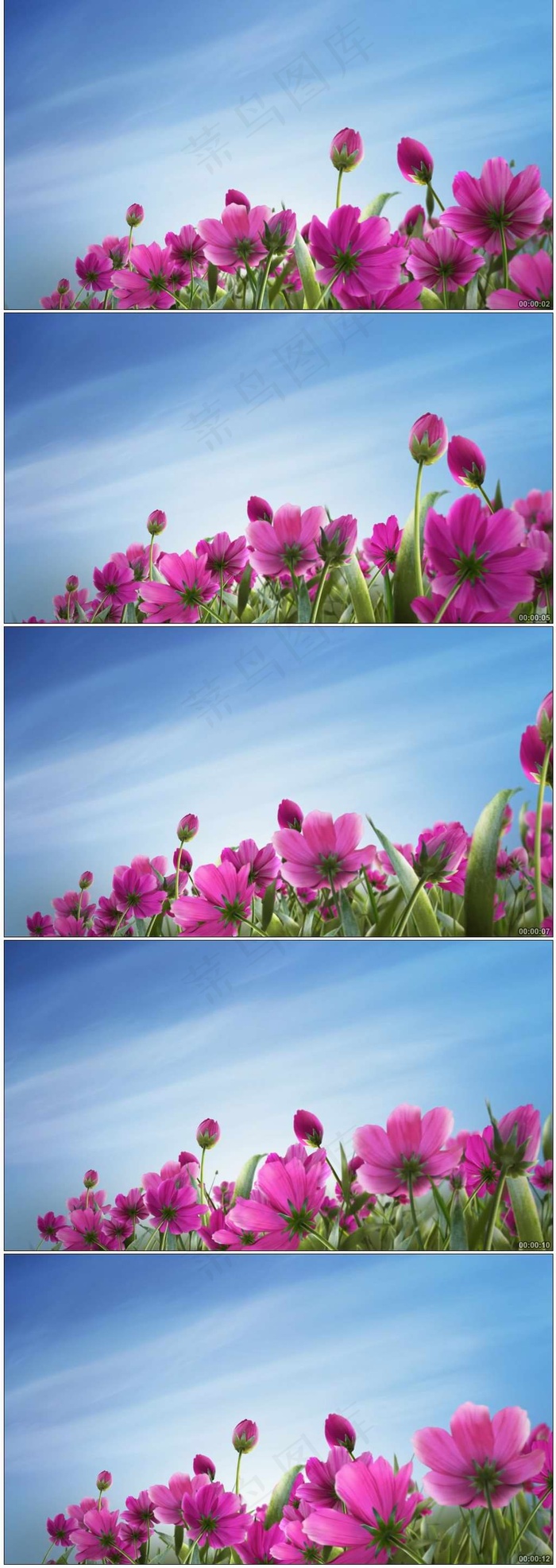 鲜花开放蓝天白云舞台背景高清视频