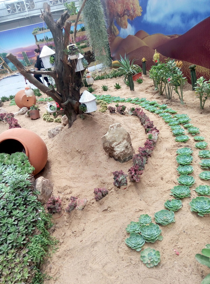 多肉植物图片