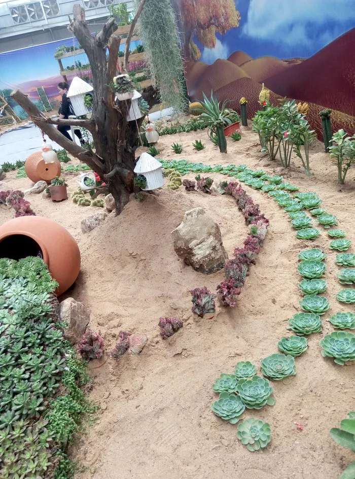 多肉植物图片