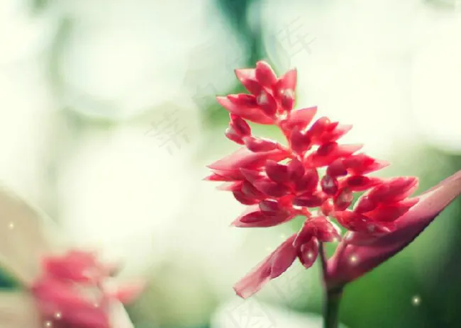 红色花瓣QQ空间flash