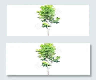 绿化树图片 绿化树图片