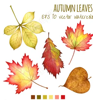 秋天的落叶矢量素材图片