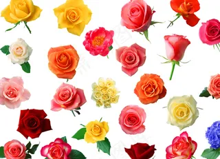 各式各样玫瑰花