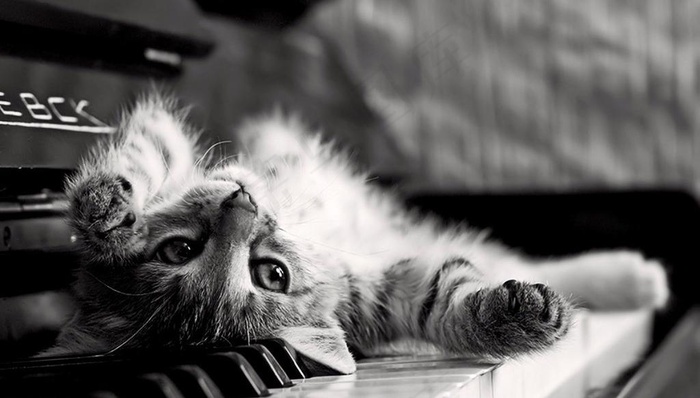条纹猫咪图片