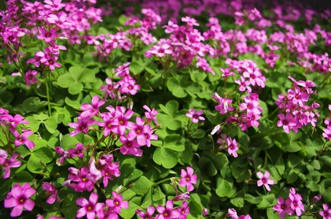 四叶草花图片 四叶草花图片