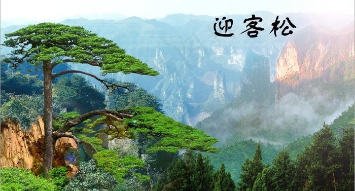 迎客松图片(4252X2574(DPI:300))psd模版下载