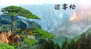 迎客松图片