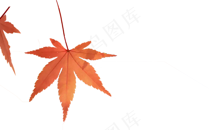 枫叶叶子秋叶树叶秋天png免抠素材...(2560X1600)