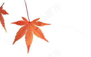枫叶叶子秋叶树叶秋天png免抠素材...