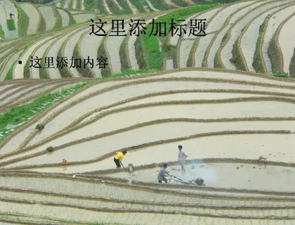 梯田 梯田