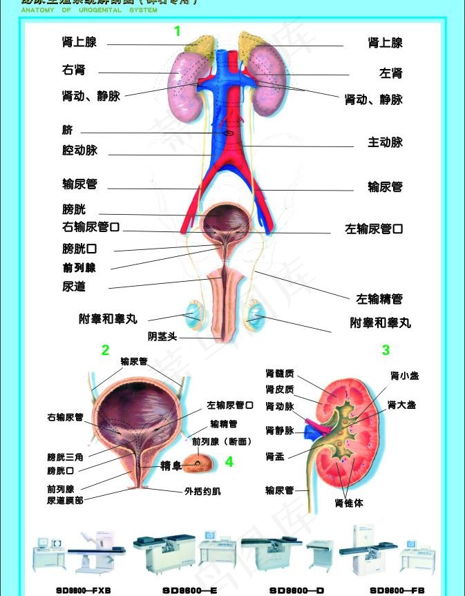 男性 女性泌尿生殖图图片cdr矢量模版下载