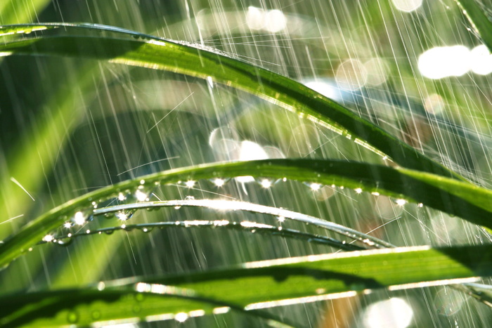 雨中的绿草图片