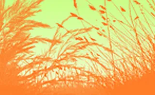 真实的小草笔刷