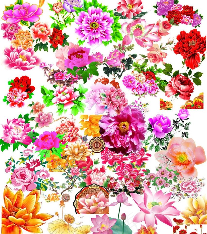 牡丹花 花朵素材图片(3937X4724(DPI:100))psd模版下载