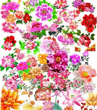 牡丹花 花朵素材图片