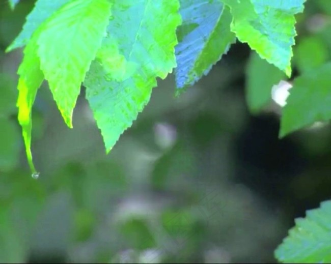 枫叶素材下载