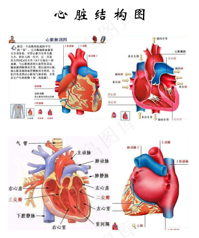 心脏结构(5906X7087(DPI:300))psd模版下载