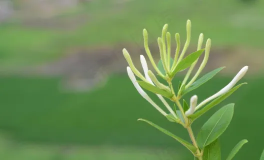 金银花植物绿色春天图片