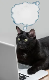 电脑与黑猫 电脑与黑猫