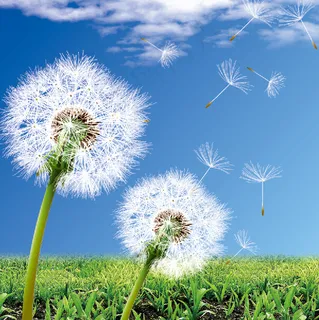 蒲公英背景墙