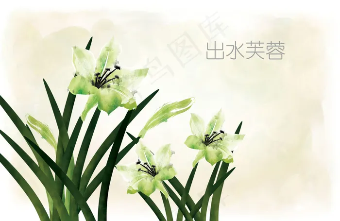 出水芙蓉