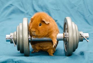 举重的仓鼠图片